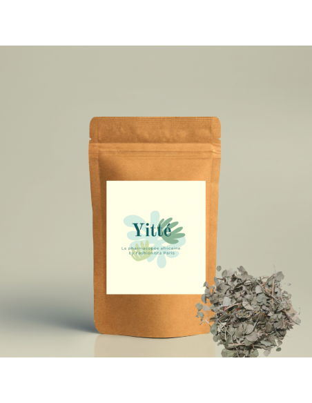 Feuilles de jujubier